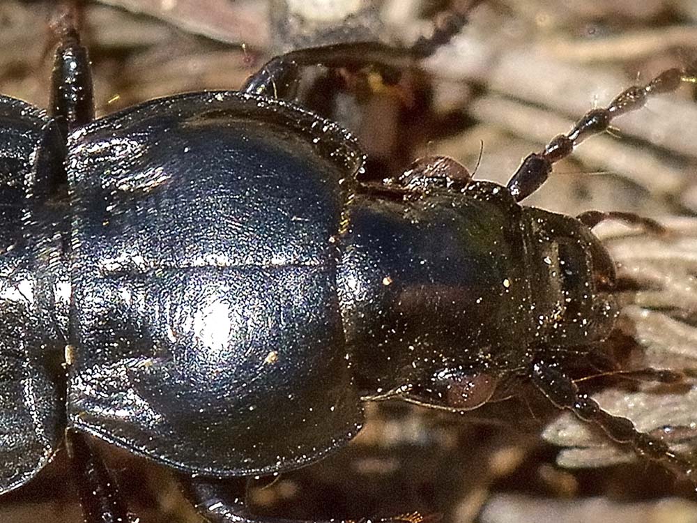 Pterostichus multipunctatus? - Pterostichus yvanii